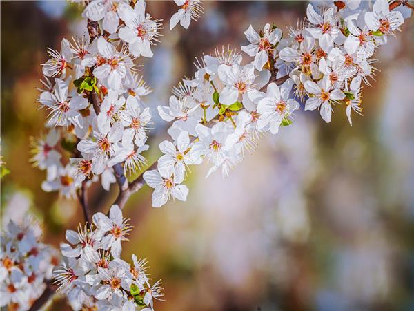 Flower Design 065 Wallpaper by MywallpaperSho