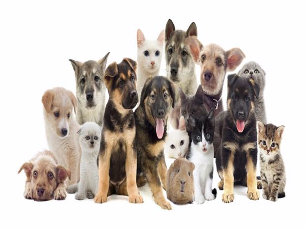 Domestic Animals Pets 066 Wallpaper by MywallpaperSho