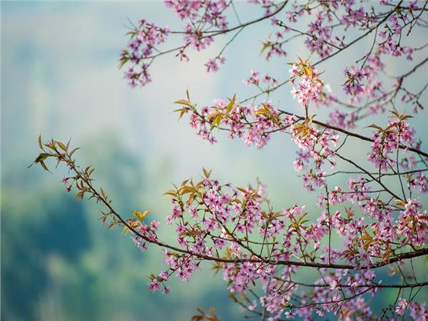 Flower Design 066 Wallpaper by MywallpaperSho