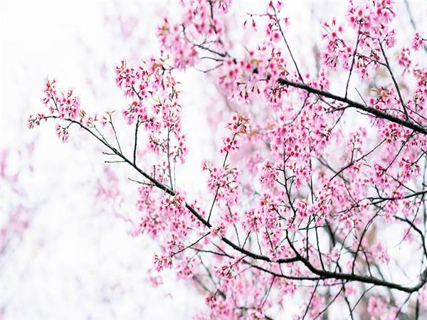 Flower Design 067 Wallpaper by MywallpaperSho