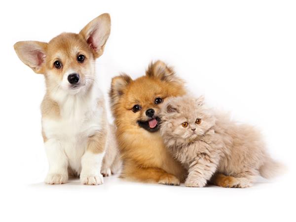 Domestic Animals Pets 068 Wallpaper by MywallpaperSho
