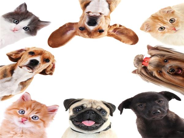 Domestic Animals Pets 069 Wallpaper by MywallpaperSho