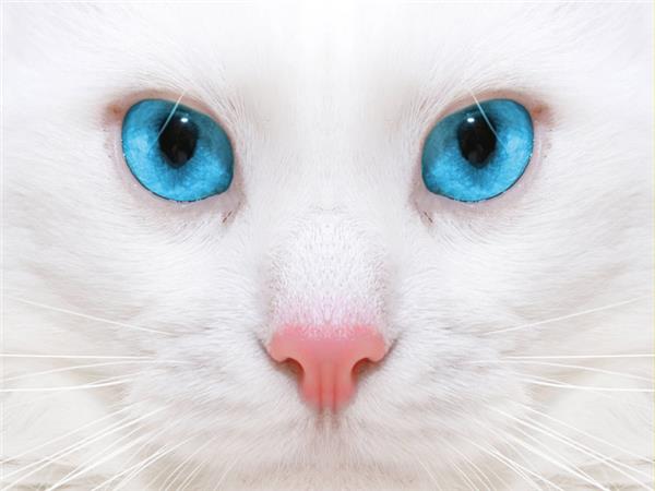 Cat Scene 070 Wallpaper by MywallpaperSho