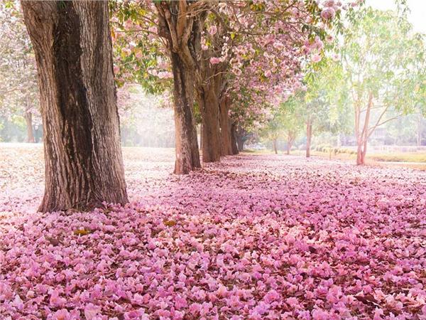 Flower Design 070 Wallpaper by MywallpaperSho