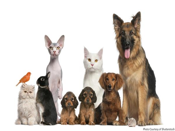 Domestic Animals Pets 071 Wallpaper by MywallpaperSho