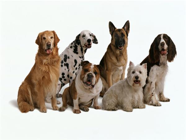 Domestic Animals Pets 072 Wallpaper by MywallpaperSho