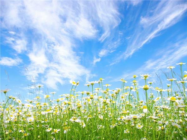 Flower Design 072 Wallpaper by MywallpaperSho
