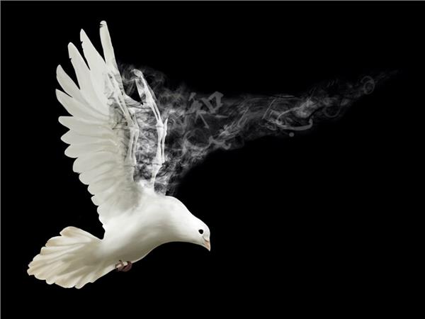 White Pigeon Scene 073 Wallpaper by MywallpaperSho
