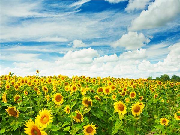 Flower Design 074 Wallpaper by MywallpaperSho