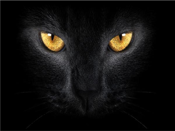 Black Cat Scene 075 Wallpaper by MywallpaperSho