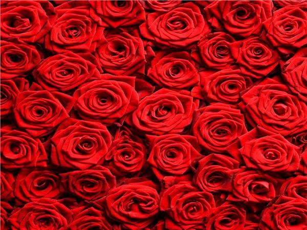 Flower Design 075 Wallpaper by MywallpaperSho