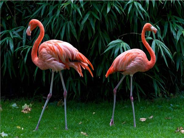 Flamingo Scene 076 Wallpaper by MywallpaperSho