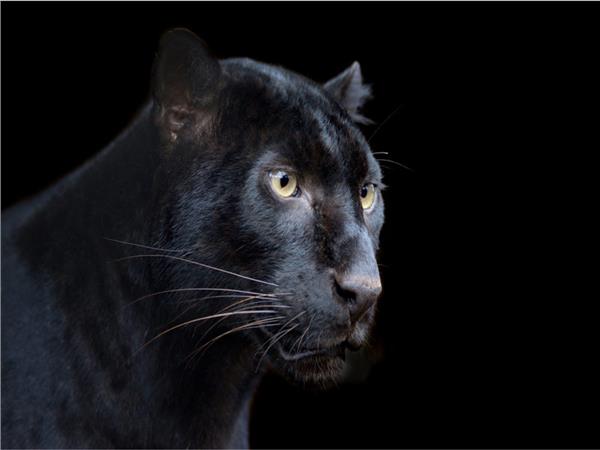 Jaguar Scene 077 Wallpaper by MywallpaperSho