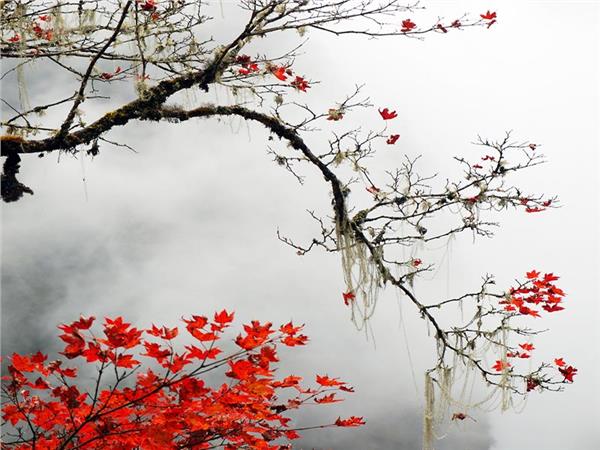 Flower Design 077 Wallpaper by MywallpaperSho