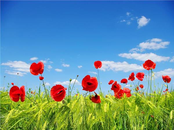 Flower Design 078 Wallpaper by MywallpaperSho