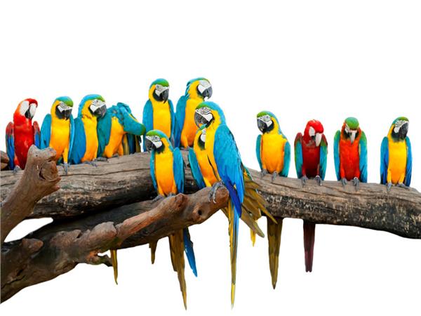 Parrot Scene 079 Wallpaper by MywallpaperSho