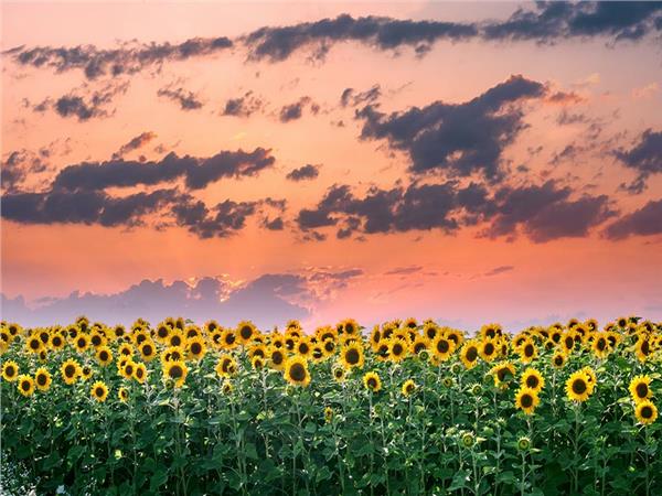 Flower Design 079 Wallpaper by MywallpaperSho