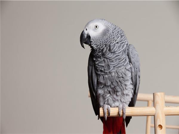 Parrot Scene 080 Wallpaper by MywallpaperSho