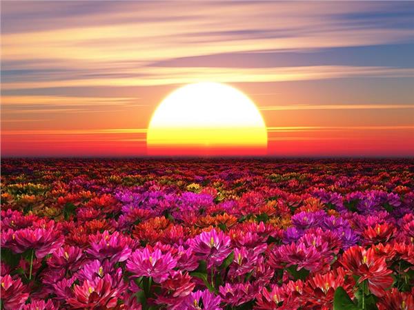 Flower Design 080 Wallpaper by MywallpaperSho