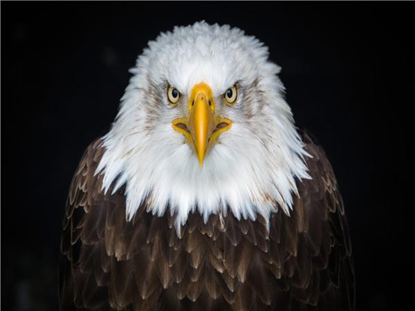 Eagle Scene 081 Wallpaper by MywallpaperSho