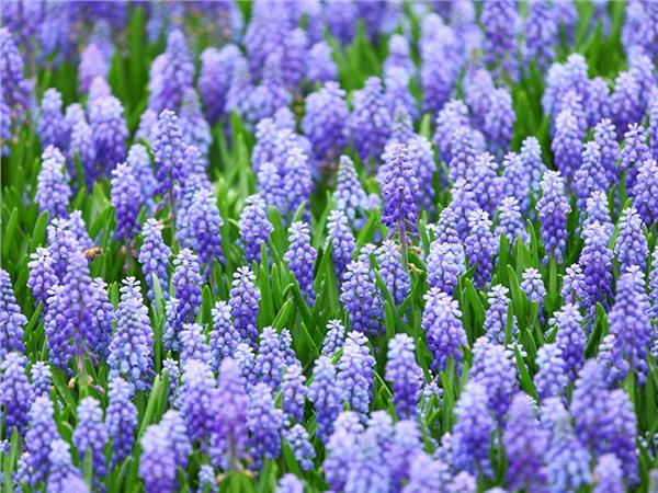 Flower Design 081 Wallpaper by MywallpaperSho