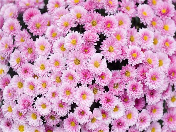 Flower Design 082 Wallpaper by MywallpaperSho