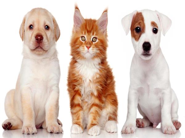 Domestic Animals Pets 082 Wallpaper by MywallpaperSho