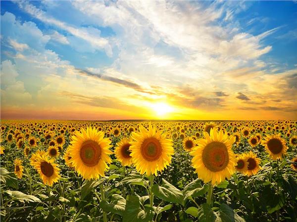 Flower Design 083 Wallpaper by MywallpaperSho