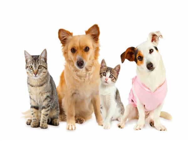 Domestic Animals Pets 083 Wallpaper by MywallpaperSho