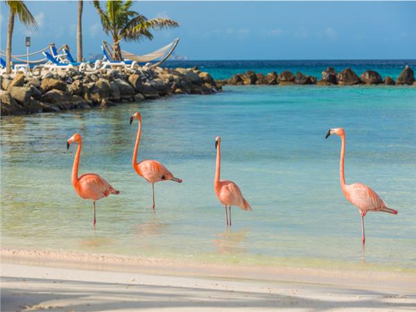 Flamingo Scene 084 Wallpaper by MywallpaperSho