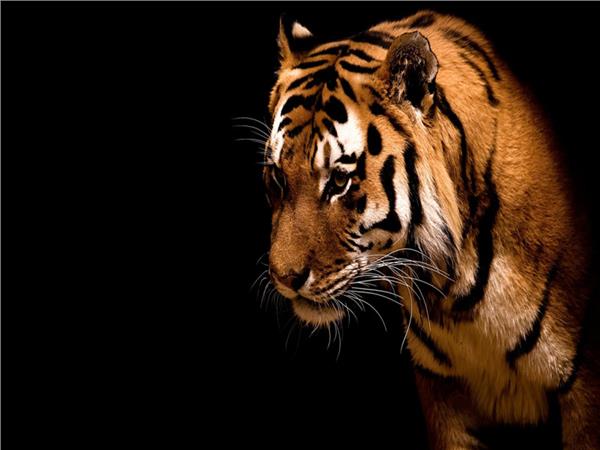 Tiger Scene 086 Wallpaper by MywallpaperSho