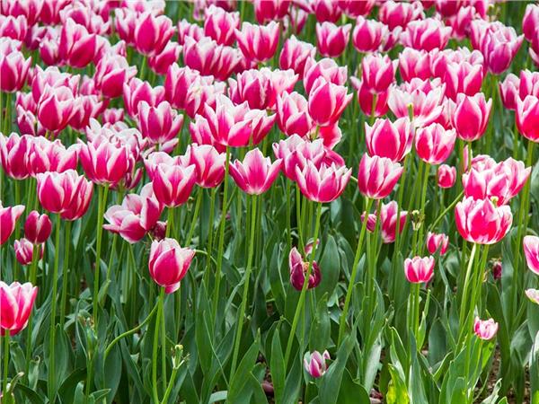 Flower Design 087 Wallpaper by MywallpaperSho