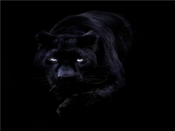 Jaguar Scene 087 Wallpaper by MywallpaperSho