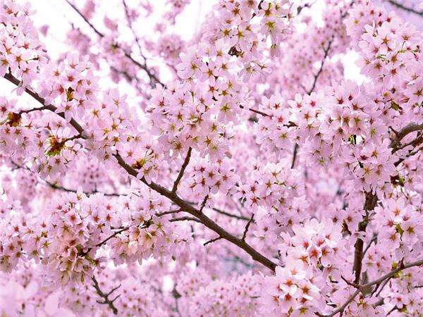 Flower Design 088 Wallpaper by MywallpaperSho