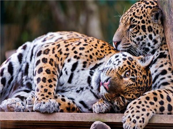 Leopar Scene 088 Wallpaper by MywallpaperSho