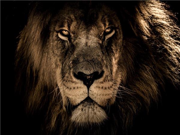 Lion Scene 089 Wallpaper by MywallpaperSho