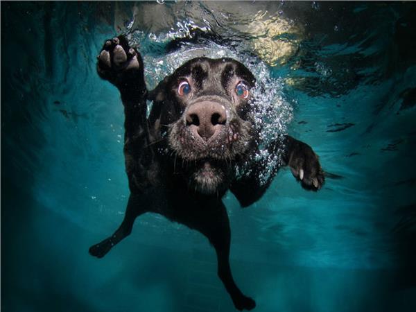 Dog Scene 090 Wallpaper by MywallpaperSho