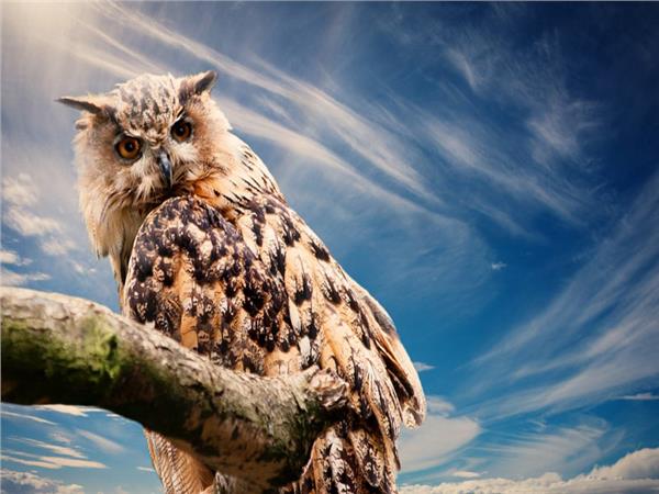 BayBird Scene 091 Wallpaper by MywallpaperSho