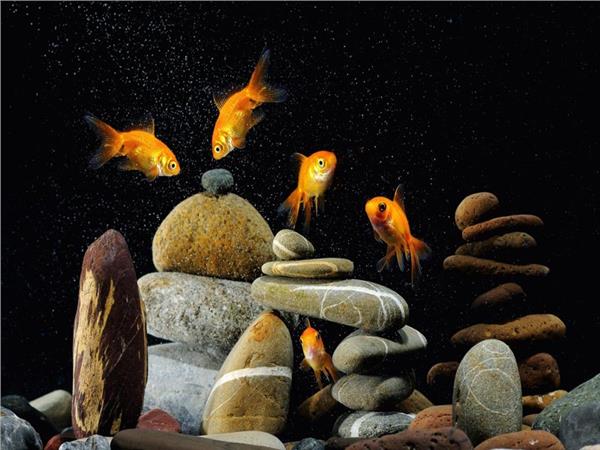 Aquarium Fish Scene 092 Wallpaper by MywallpaperSho