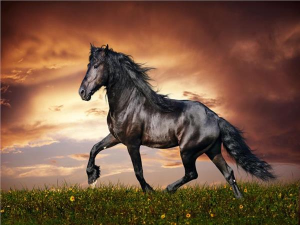 Black Horse Scene 093 Wallpaper by MywallpaperSho