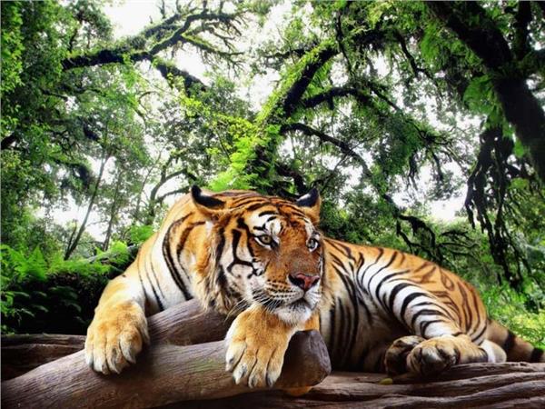 Tiger Scene 094 Wallpaper by MywallpaperSho