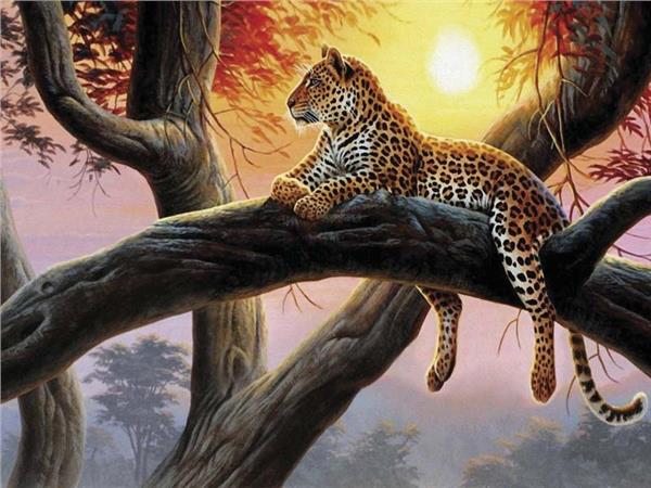 Leopar Scene 095 Wallpaper by MywallpaperSho
