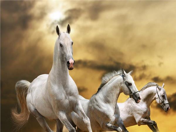 White Horse Scene 097 Wallpaper by MywallpaperSho