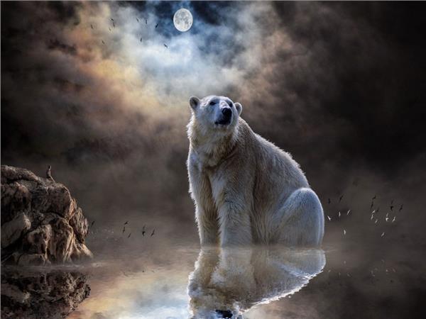 Kutup Ayisi Scene 098 Wallpaper by MywallpaperSho