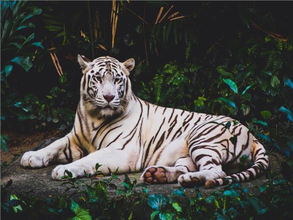 Tiger Scene 099 Wallpaper by MywallpaperSho