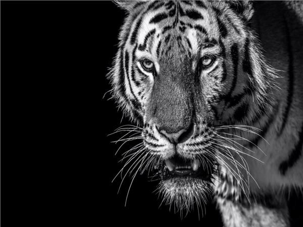 Tiger Scene 100 Wallpaper by MywallpaperSho