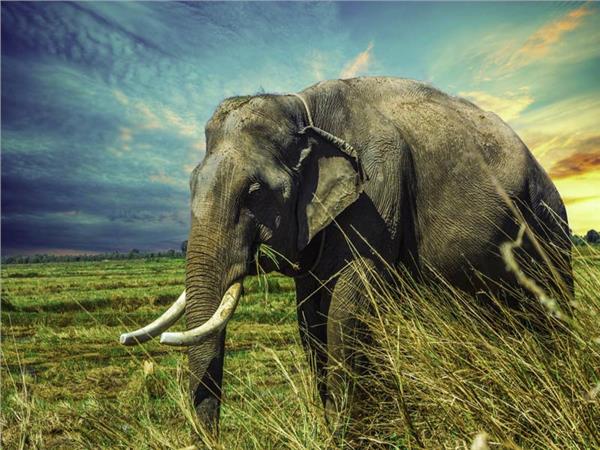 Elephant Scene 101 Wallpaper by MywallpaperSho