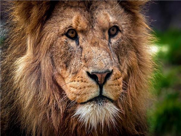 Lion Scene 102 Wallpaper by MywallpaperSho