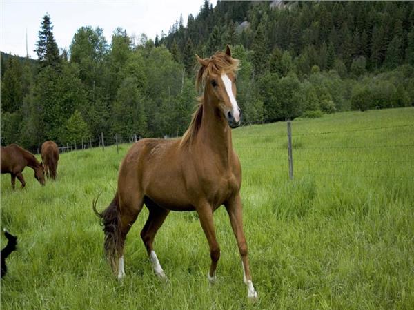 At Scene 104 Wallpaper by MywallpaperSho