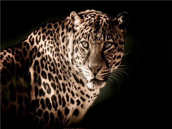 Leopar Scene 105 Wallpaper by MywallpaperSho